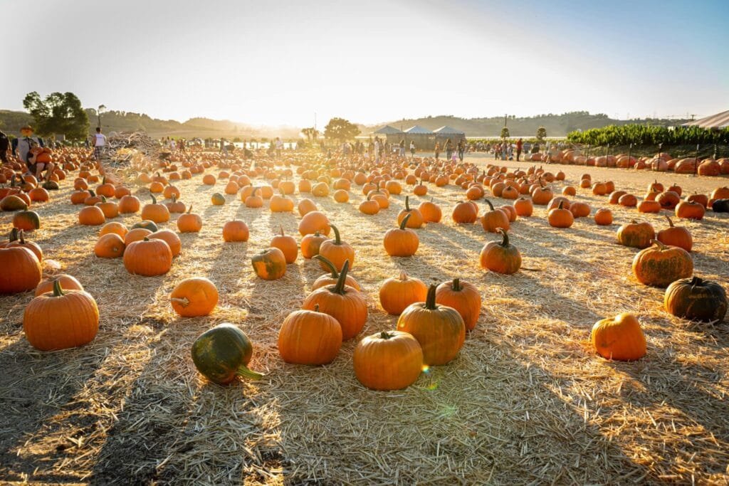 Underwood Family Farms Fall harvest Festival