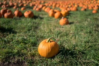 pumpkin patch fall