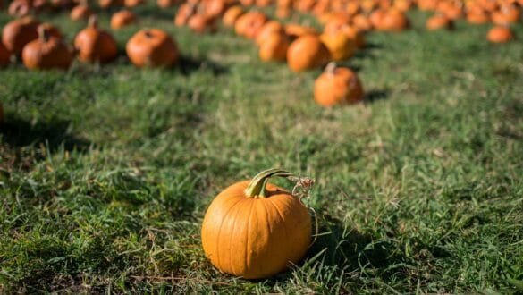 pumpkin patch fall