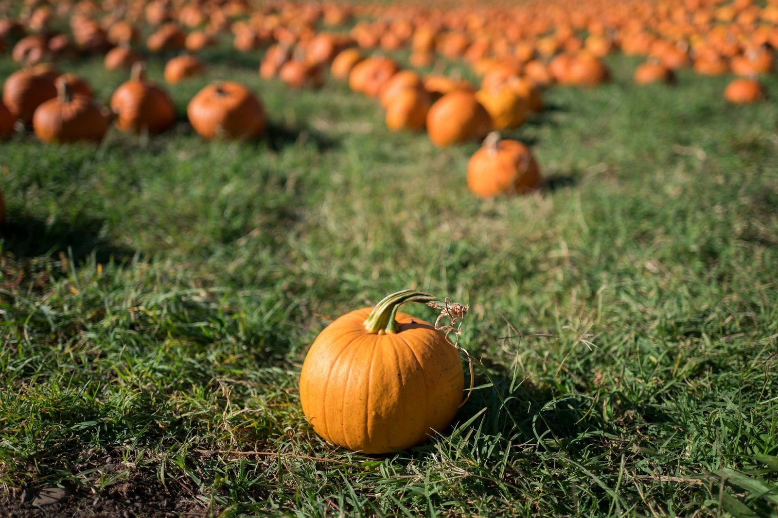 pumpkin patch fall