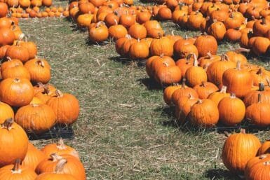 thanksgiving celebrations pumpkins